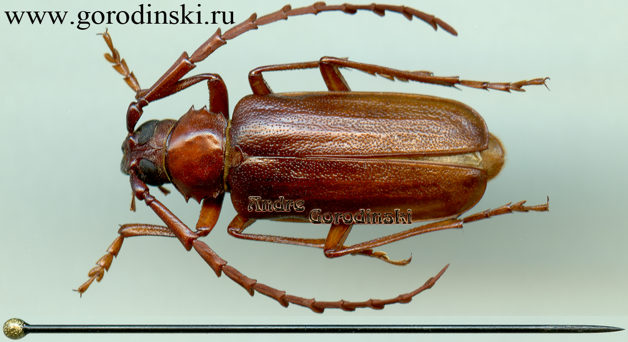 http://www.gorodinski.ru/cerambyx/Prionus gracilipes.jpg